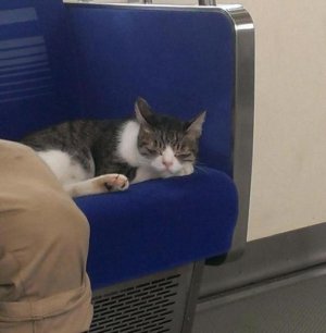 Кот, который продолжает ездить в метро.