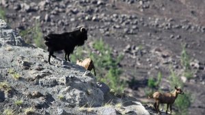 NBC рассказал, чем козел Обама задел президента США