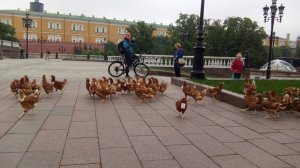 19 мая на манежной площади полиция ловила куриц