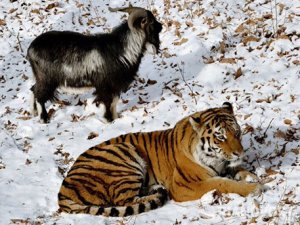 [Хомяку на заметку] Дружба Амура и Тимура оказалась фейком.