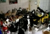 130 кошек в одной комнате