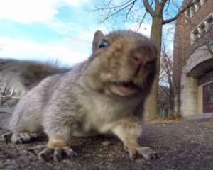 Белка сняла документальный фильм на украденную GoPro