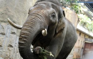 Недалеко от Белорусского вокзала москвичами замечен одиноко гуляющий слон