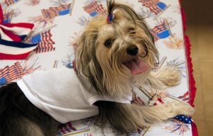 Животные-предсказатели голосуют за кандидатов в президенты США