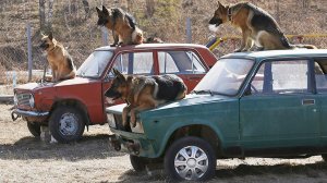 Фантастические твари: британские СМИ «призвали» на службу Путину осьминога и собак-клонов