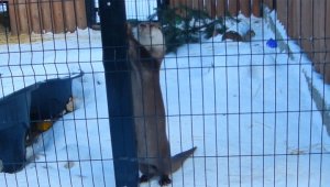 В Челябинске выдра станцевала под балалайку. Видео