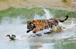 [Ну, утка, погоди!] Британские СМИ опубликовали видео из австралийского зоопарка Symbio Wildlife, где «самая смелая утка в мире» в течение нескольких минут «троллит» тигра