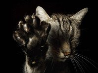 Сделка века: амурчанин готовится продать своего кота-экстрасенса за пять миллионов рублей