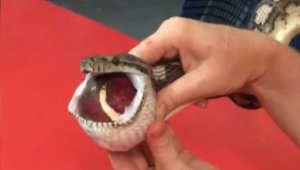 Змея едва не задохнулась, проглотив теннисный мяч. Видео