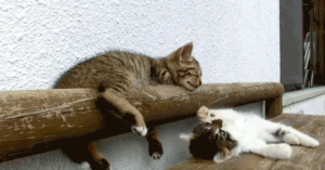 Смешны кошки и спящий кролик