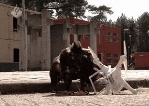 Французские военные начали орлиную охоту на дронов