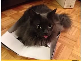 Смешные кошки и кот Масик