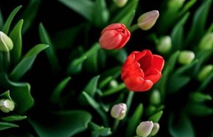 Пользователи Twitter и Instagram затроллили Дмитрия Медведева из-за фото тюльпанов