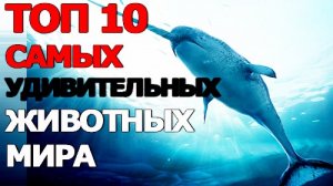 Топ 10 Самых Удивительных Животных Мира