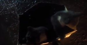 В Коми полицейские приютили брошенных медвежат