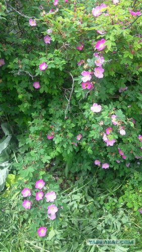 Летние грибочки