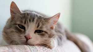 В Интернете появился сайт, на котором непрерывно мурлыкают коты