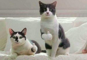 Кот выдал приставам прятавшегося под диваном хозяина-должника