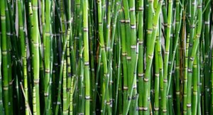 Топ-7 интересных фактов о бамбуке