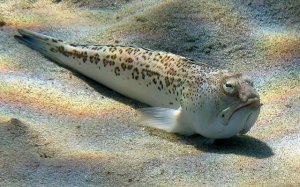 Что за рыба Морской дракончик?