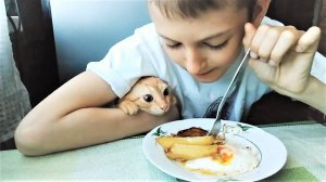 Коты и кошки сладкоежки