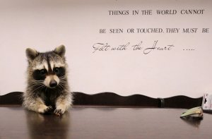 Енот принимает животных в ветклинике Ростова-на-Дону