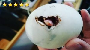 Обычное яйцо из ресторана. Теперь у женщины живет нетипичный питомец.