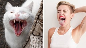 Коты которые похожи на людей, животных и предметы