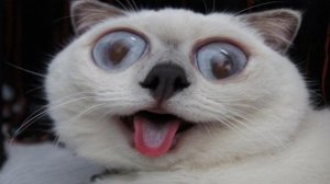 А ТЫ ЗАСМЕЁШЬСЯ || ЗАБАВНЫЕ ЖИВОТНЫЕ || САМАЯ РЖАКА