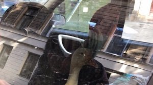 Петербуржцы обнаружили запертого в салоне автомобиля гуся