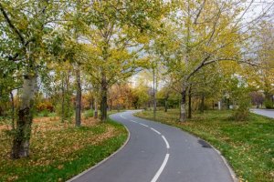 Мосприрода: Почти все черные стрижи улетели из Москвы в связи с приближением осени