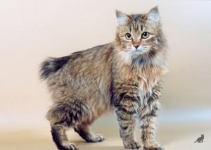 Котики инвалиды,но все равно красавцы!