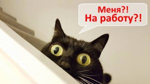 8 способов заработать на коте и кошке в 2019