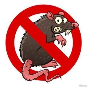 Крысоклейка (дератизация)