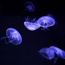 Меню будущего: медузы в остром соусе