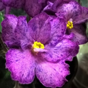 Онлайн магазин коллекционных цветов