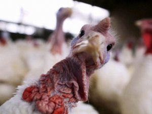 В Англии вспышка птичьего гриппа – уничтожено 30 000 индюшек