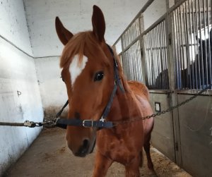 Участником конкурса «Главный котик Новосибирска» стал конь по кличке Кот