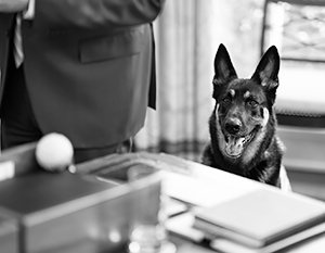 Пса Байдена выселили из Белого дома