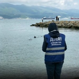 В Новороссийске появился дельфин-попрошайка
