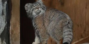 Манул Тимофей в московском зоопарке стал вдвое стройнее