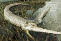 В мире животных - Питон и аллигатор