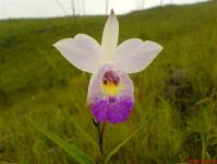 Великолепие вьетнамских цветов