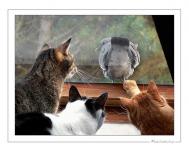 Завораживающее зрелище