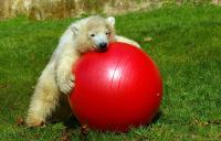 Флоке выросла