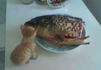 Много счастья не бывает!!!