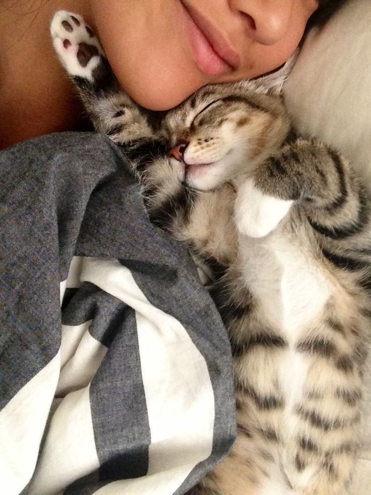 Котики и хозяина, любовь кота к хозяину безгранична, а особенно это замечается по утрам, когда они будят хозяина в постельке
