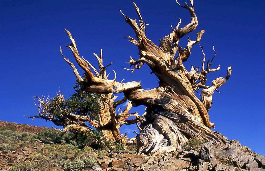 Bristlecone Pines - древние деревья в Калифорнийском заповеднике